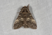 Maantandvlinder / Lunar Marbled Brown (Drymonia ruficornis)