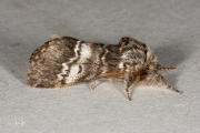 Maantandvlinder / Lunar Marbled Brown (Drymonia ruficornis)