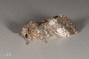 Maantandvlinder / Lunar Marbled Brown (Drymonia ruficornis)