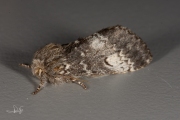 Maantandvlinder / Lunar Marbled Brown (Drymonia ruficornis)