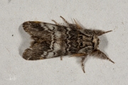 Maantandvlinder / Lunar Marbled Brown (Drymonia ruficornis)