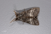 Maantandvlinder / Lunar Marbled Brown (Drymonia ruficornis)