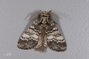 Maantandvlinder / Lunar Marbled Brown (Drymonia ruficornis)