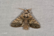 Maantandvlinder / Lunar Marbled Brown (Drymonia ruficornis)