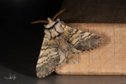 Maantandvlinder / Lunar Marbled Brown (Drymonia ruficornis)