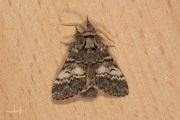 Maantandvlinder / Lunar Marbled Brown (Drymonia ruficornis)