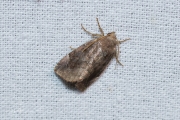 Maanuiltje / Lunar-spotted Pinion (Cosmia pyralina)