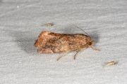 Maanuiltje / Lunar-spotted Pinion (Cosmia pyralina)