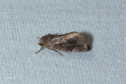 Maanuiltje / Lunar-spotted Pinion (Cosmia pyralina)