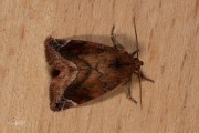 Maanuiltje / Lunar-spotted Pinion (Cosmia pyralina)