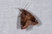 Maanuiltje / Lunar-spotted Pinion (Cosmia pyralina)