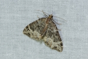 Marmerspanner / Small Phoenix (Ecliptopera silaceata)