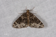 Marmerspanner / Small Phoenix (Ecliptopera silaceata)