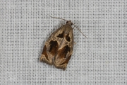 Meidoornbladroller / Brown Oak Tortrix (Archips crataegana), micro