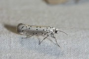 Meidoornstippelmot / Orchard ermine (Yponomeuta padella), micro