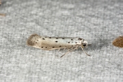 Meidoornstippelmot / Orchard ermine (Yponomeuta padella), micro