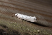 Meidoornstippelmot / Orchard ermine (Yponomeuta padella), micro