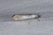 Meidoornstippelmot / Orchard ermine (Yponomeuta padella), micro