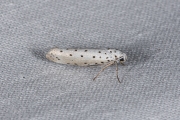 Meidoornstippelmot / Orchard ermine (Yponomeuta padella), micro