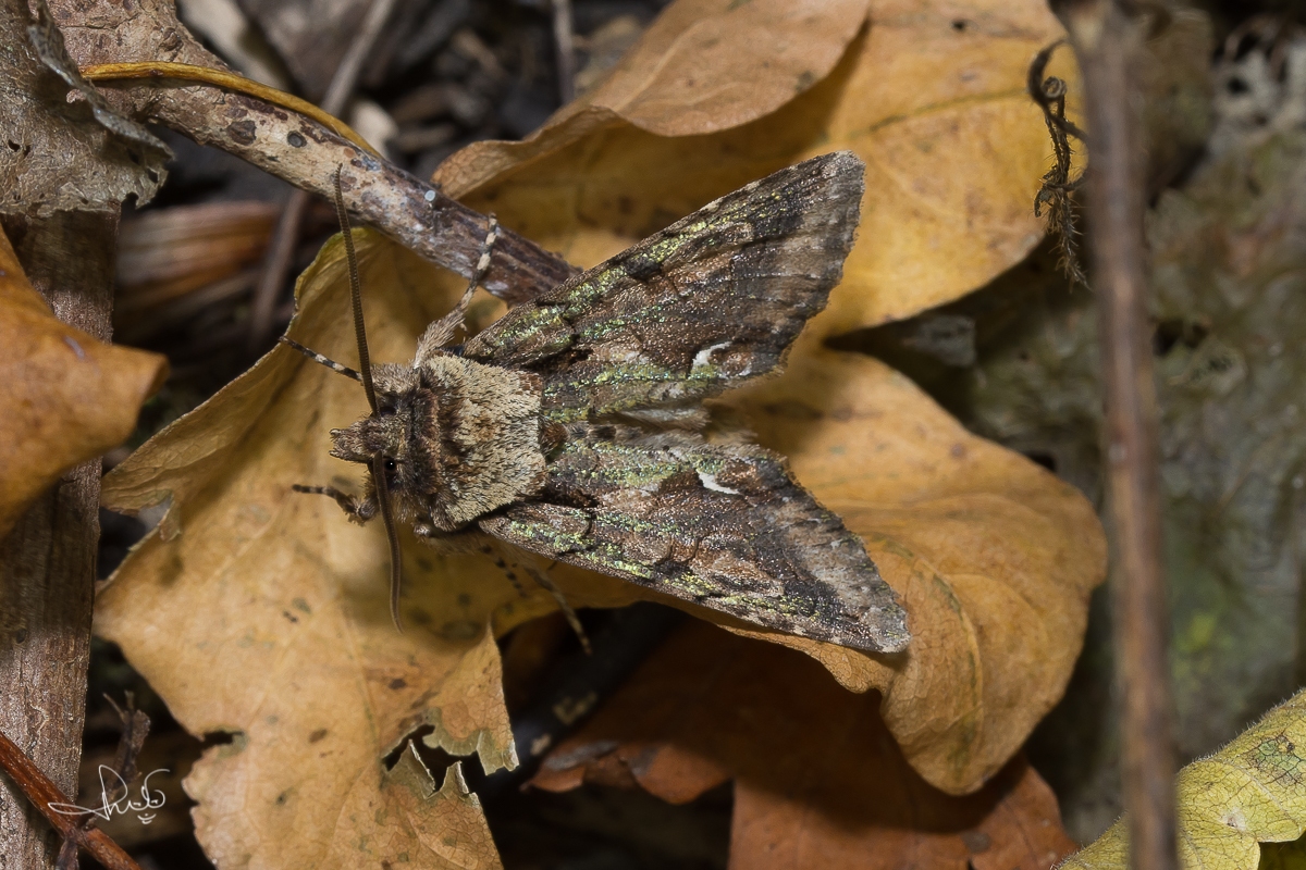Meidoornuil / Green-brindled Crescent (Allophyes oxyacanthae)