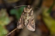 Meidoornuil / Green-brindled Crescent (Allophyes oxyacanthae)