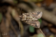 Meidoornuil / Green-brindled Crescent (Allophyes oxyacanthae)