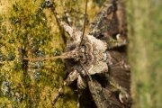 Meidoornuil / Green-brindled Crescent (Allophyes oxyacanthae)