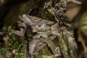 Meidoornuil / Green-brindled Crescent (Allophyes oxyacanthae)