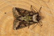 Meidoornuil / Green-brindled Crescent (Allophyes oxyacanthae)