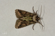 Meidoornuil / Green-brindled Crescent (Allophyes oxyacanthae)