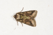Meidoornuil / Green-brindled Crescent (Allophyes oxyacanthae)