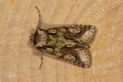 Meidoornuil / Green-brindled Crescent (Allophyes oxyacanthae)