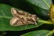 Meidoornuil / Green-brindled Crescent (Allophyes oxyacanthae)