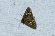 Meldevlinder / Orache Moth (Trachea atriplicis)