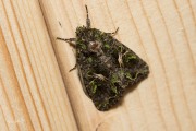 Meldevlinder / Orache Moth (Trachea atriplicis)