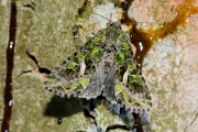 Meldevlinder / Orache Moth (Trachea atriplicis)