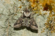 Meldevlinder / Orache Moth (Trachea atriplicis)