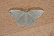 Melkwitte zomervlinder / Little Emerald (Jodis lactearia)