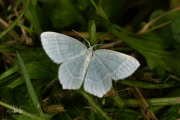 Melkwitte zomervlinder / Little Emerald (Jodis lactearia)