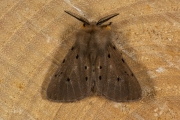 Mendicabeer / Muslin Moth (Diaphora mendica)