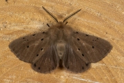 Mendicabeer / Muslin Moth (Diaphora mendica)