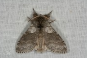 Meriansborstel / Pale Tussock (Calliteara pudibunda)