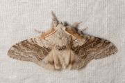 Meriansborstel / Pale Tussock (Calliteara pudibunda)