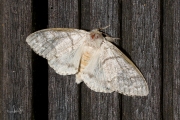 Meriansborstel / Pale Tussock (Calliteara pudibunda)