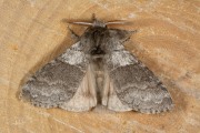 Meriansborstel / Pale Tussock (Calliteara pudibunda)