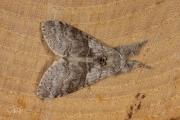 Meriansborstel / Pale Tussock (Calliteara pudibunda)