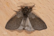 Meriansborstel / Pale Tussock (Calliteara pudibunda)