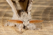 Meriansborstel / Pale Tussock (Calliteara pudibunda)