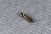 Metaalkokermot / Clover Case-bearer (Coleophora alcyonipennella), micro