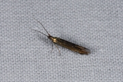 Metaalkokermot / Clover Case-bearer (Coleophora alcyonipennella), micro